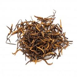 Cordyceps