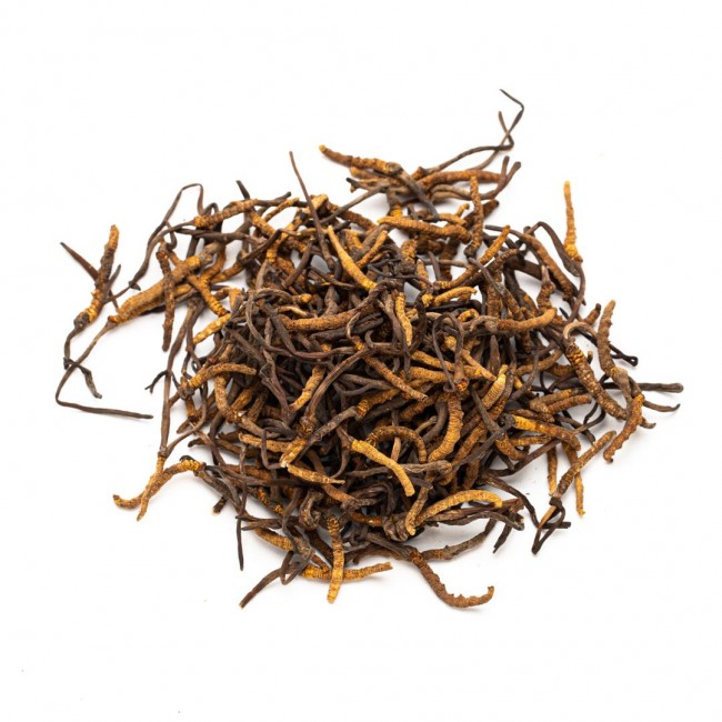 Cordyceps
