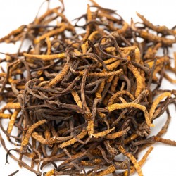 Cordyceps