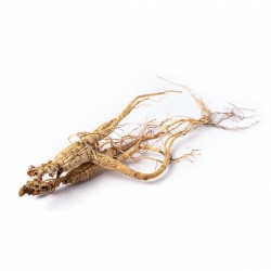 Ginseng Products