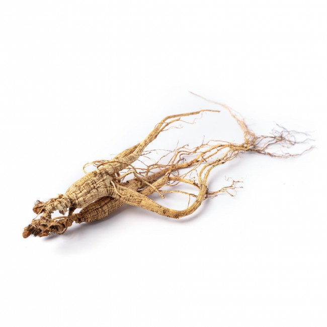 Ginseng Products